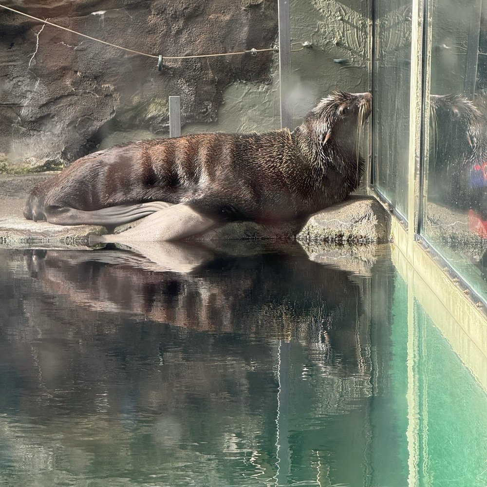 Seattle Aquarium - Aquariums Near Me - Seattle, Washington Seattle Aquarium - Aquariums Near Me - Seattle, Washington