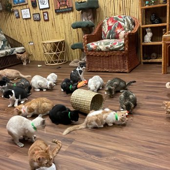 Aloha Kitty Cafe - Pet Adoption Near Me - Kailua, Hawaii