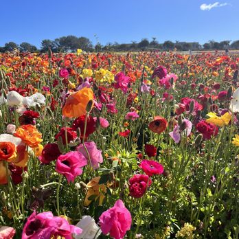 The Flower Fields - Venues & Event Spaces Near Me - Carlsbad, California The Flower Fields - Venues & Event Spaces Near Me - Carlsbad, California
