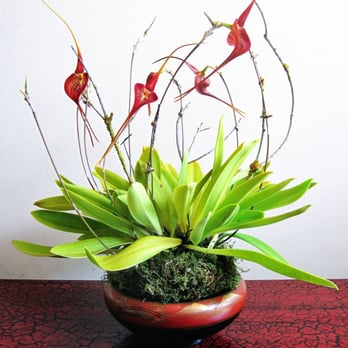 Beautiful Orchids - Home Decor Near Me - San Francisco, California Beautiful Orchids - Home Decor Near Me - San Francisco, California