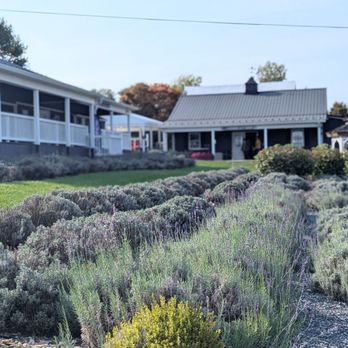 White Oak Lavender Farm - Wine Tasting Room Near Me - Harrisonburg, Virginia White Oak Lavender Farm - Wine Tasting Room Near Me - Harrisonburg, Virginia