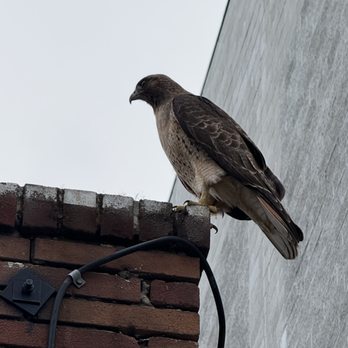 Mad Oak - Urban wild life. Red tail hawk posted at Mad Oak, on the look out. - Bars Near Me - Oakland, California