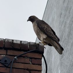 Mad Oak - Urban wild life. Red tail hawk posted at Mad Oak, on the look out.