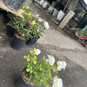 Martinez Nursery - 10$!!!! - Nurseries & Gardening Near Me - Riverside, California