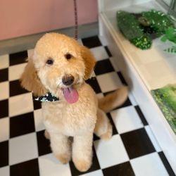 Ash Way Pet Supply - Doodlebug!