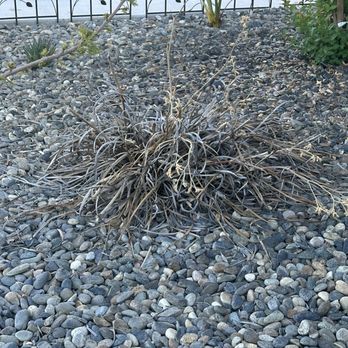 Sunset Landscaping Services - Plant that was transplanted and died because no water was coming out anymore. - Landscaping Near Me