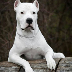 Southside Animal Hospital