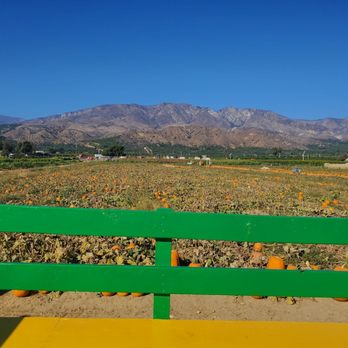 Prancer's Pumpkin Village - Christmas Trees Near Me - Ventura, California Prancer's Pumpkin Village - Christmas Trees Near Me - Ventura, California