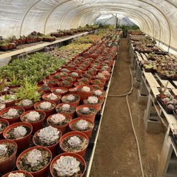 Rojas Succulents and Cacti - Succulents