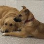 Photo of Poochie Palace