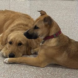Poochie Palace