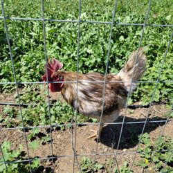 Eben-Haezer Poultry Ranch