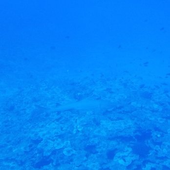 Atlantis Submarines - Sharks were cool! - Tours Near Me - Lahaina, Hawaii Atlantis Submarines - Sharks were cool! - Tours Near Me - Lahaina, Hawaii