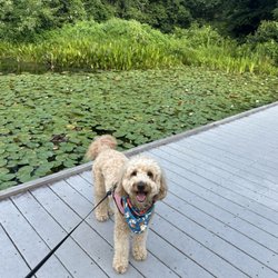 Eleanor C Lawrence Cabell's Park Mills