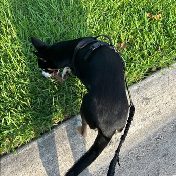 Fluffy Butt Petcare & Boarding - Pet Sitting Near Me Fluffy Butt Petcare & Boarding - Pet Sitting Near Me