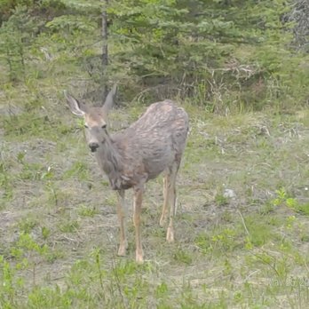 Jasper National Park - Deer - Parks Near Me