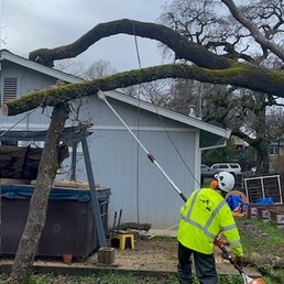 Alta Sierra Tree Service Crew clearing the trees away from roof and other structures