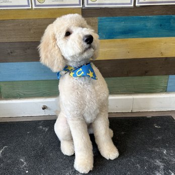 Classy Canine's Wiggle Rumps - Agave after - Pet Groomers Near Me - Castrovalley, California