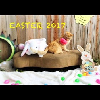 La Chica Bella Party's - Pet photos - Party Equipment Rentals Near Me - Sacramento, California La Chica Bella Party's - Pet photos - Party Equipment Rentals Near Me - Sacramento, California
