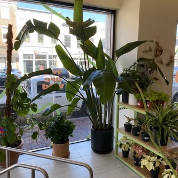 Rewild - Palm - Florists Near Me - Washington, DC, District of Columbia