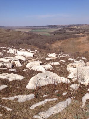 Konza Prairie Biological Station by null