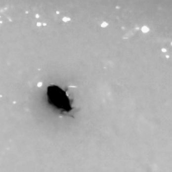 Yen Ching - Bug in the soup - Chinese Near Me - Boise, Idaho Yen Ching - Bug in the soup - Chinese Near Me - Boise, Idaho