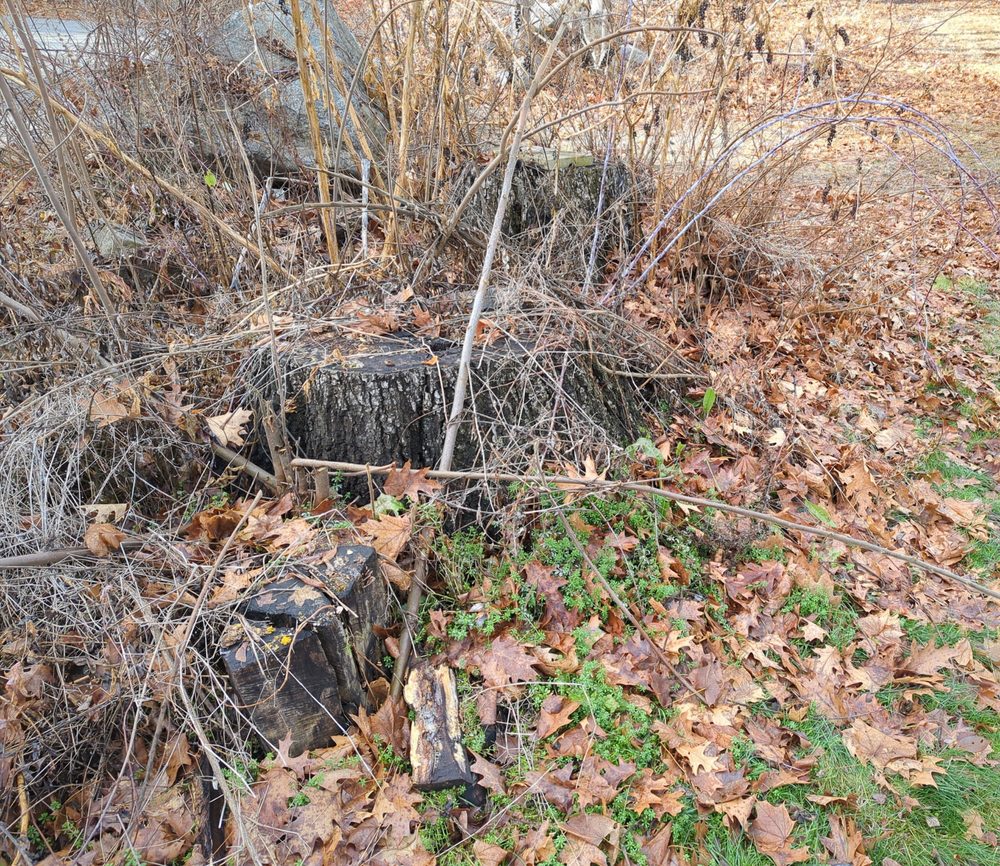 Woodmaster Tree Service - tree service in Wakefield, MA