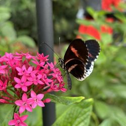 Houston Museum of Natural Science gift card