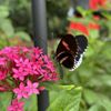Houston Museum of Natural Science gift card