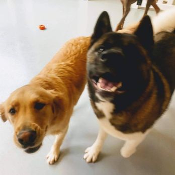 Dog Gone Happy - Pet Boarding Near Me - Raleigh, North Carolina Dog Gone Happy - Pet Boarding Near Me - Raleigh, North Carolina
