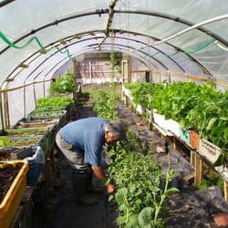 Parbold Fruit & Veg - Paulo Patitucci at work.