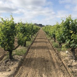 Our perfectly maintained Old Vine Zinfandel Vineyard