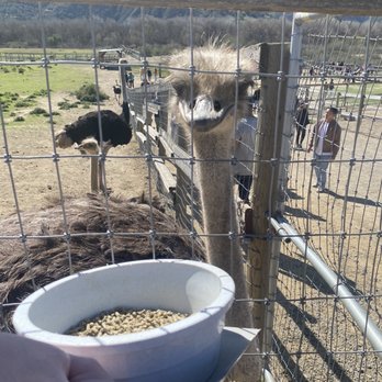 Ostrichland USA - Attraction Farms Near Me - Solvang, California