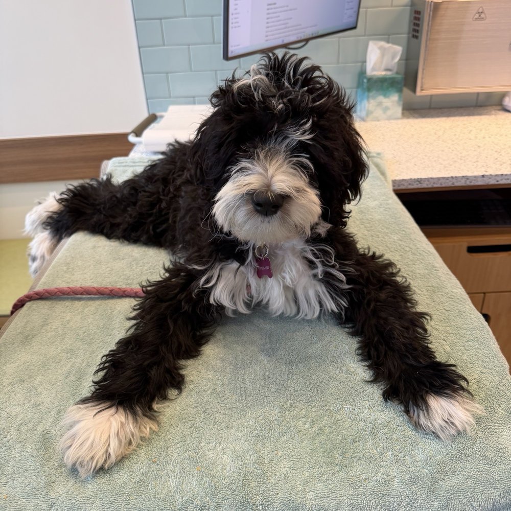 Animal ONE - Exam room with puppy - Veterinarians Near Me - Folsom, California Animal ONE - Exam room with puppy - Veterinarians Near Me - Folsom, California
