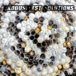 Exodus Pest Solutions - Hornet's Nest