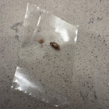 The Bed Bug Experts - Carpet beetle! See all the legs? - Pest Control Near Me - El Dorado, California