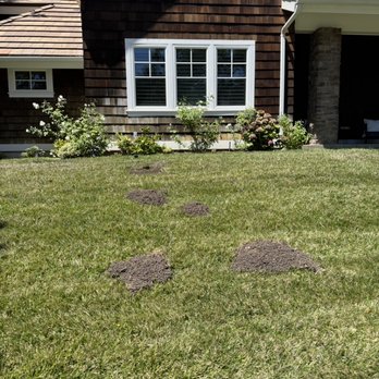 West Coast Gopher Service - Gopher mounds in a front lawn. This job had 1 gopher removed - Wildlife Control Near Me West Coast Gopher Service - Gopher mounds in a front lawn. This job had 1 gopher removed - Wildlife Control Near Me