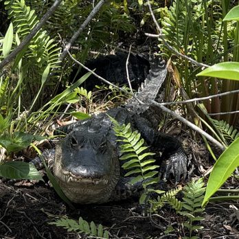 Everglades Airboat Expeditions - Gators up close and personal! - Boat Tours Near Me Everglades Airboat Expeditions - Gators up close and personal! - Boat Tours Near Me