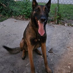 Cache Canines for Veterans