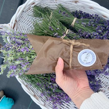 Avalon lavender farm - Lavenders - Farms Near Me - Orangeville, Ontario Avalon lavender farm - Lavenders - Farms Near Me - Orangeville, Ontario