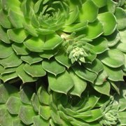 Foto zu Tropengewächshäuser des Botanischen Gartens - Hamburg, Deutschland. Zugegeben: Die grüne Fee sieht anders aus. Das hier ist aber doch auch schon sehr zauberhaft.