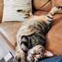 Photo of Hot Dogs N Cool Cats Pet Sitting