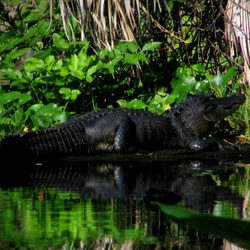 Lower Wekiva River Preserve State Park - LOTS of gators!