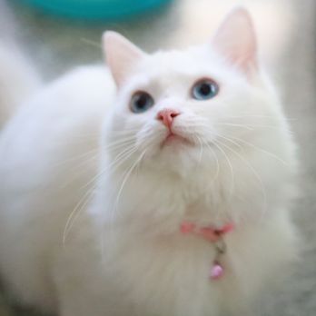 FairyTale Ragdoll by i-Angel - Pet Breeders Near Me FairyTale Ragdoll by i-Angel - Pet Breeders Near Me
