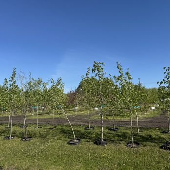 Cheyenne Tree Farms - Nurseries & Gardening Near Me - Beaumont, Alberta