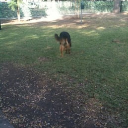 my dog romping around my dog romping around