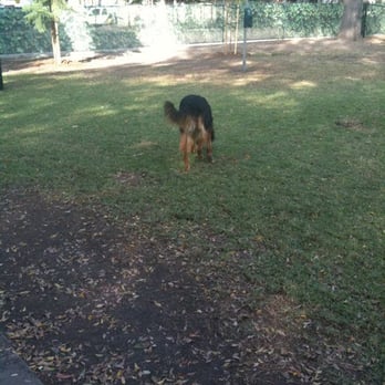 Uptown Dog Park - my dog romping around - Dog Parks Near Me - Long Beach, California Uptown Dog Park - my dog romping around - Dog Parks Near Me - Long Beach, California