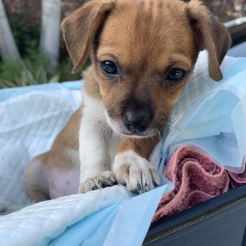 Fur Baby - Getting some fresh air. - Animal Shelters Near Me - Los Angeles, California Fur Baby - Getting some fresh air. - Animal Shelters Near Me - Los Angeles, California