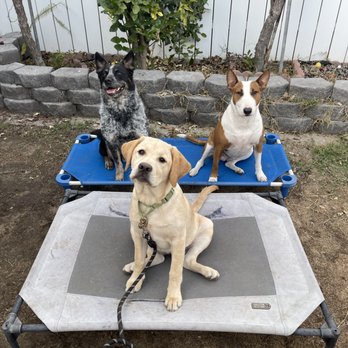 Dogfather Dog Institute - A photo that Alex sent from Maple's board & train program with his own pups. It was comforting knowing she was also getting socialization. - Pet Training Near Me Dogfather Dog Institute - A photo that Alex sent from Maple's board & train program with his own pups. It was comforting knowing she was also getting socialization. - Pet Training Near Me