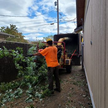 Wright's Logging & Tree Service - Crew moves cut branches into chipper - Tree Services Near Me Wright's Logging & Tree Service - Crew moves cut branches into chipper - Tree Services Near Me